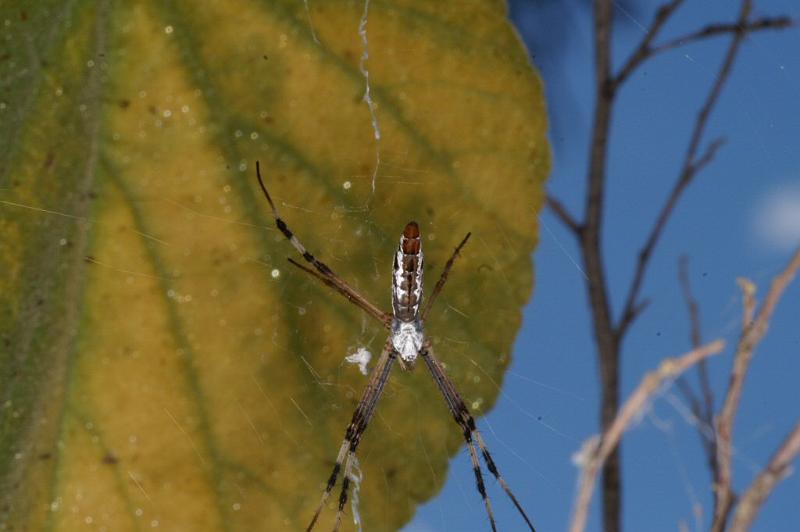 Argiope_ZZ320_D3572_Z_85_Mt Florence station_Australie.jpg